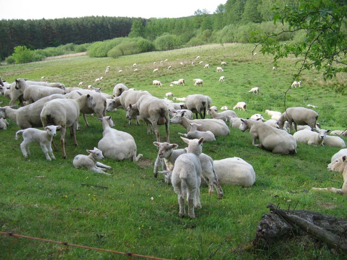 Kleine Auszeit - Natur Und Erholung In Mecklenburg Reimershagen Kültér fotó
