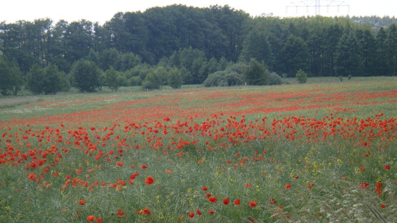 Kleine Auszeit - Natur Und Erholung In Mecklenburg Reimershagen Kültér fotó